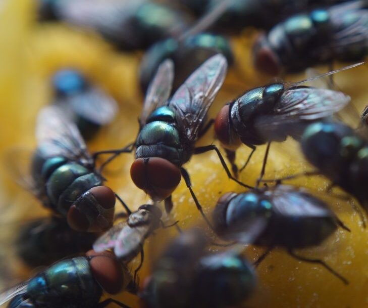 Fly Pest Service Services - Pestcross