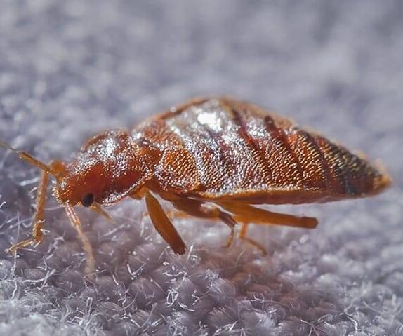 Bedbug Control Services - Pestcross