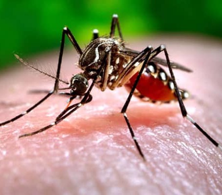 Mosquito Control Service - Pestcross